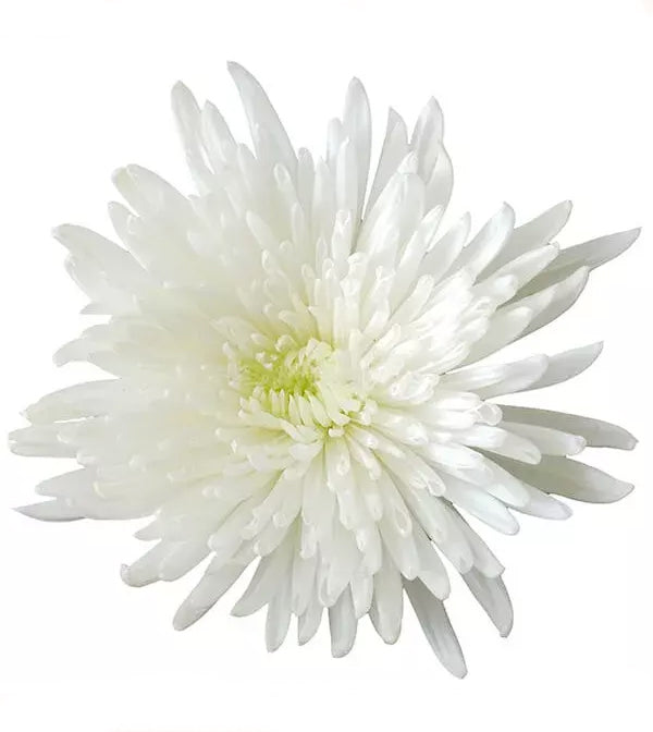 White Spider Anastasia Chrysanthemum Wholesale Bunches