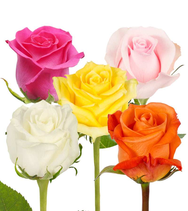 Assorted Colors Roses For Wholesale in Toronto