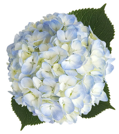 Natural blue hydrangeas grown in Colombia for wholesale in Toronto