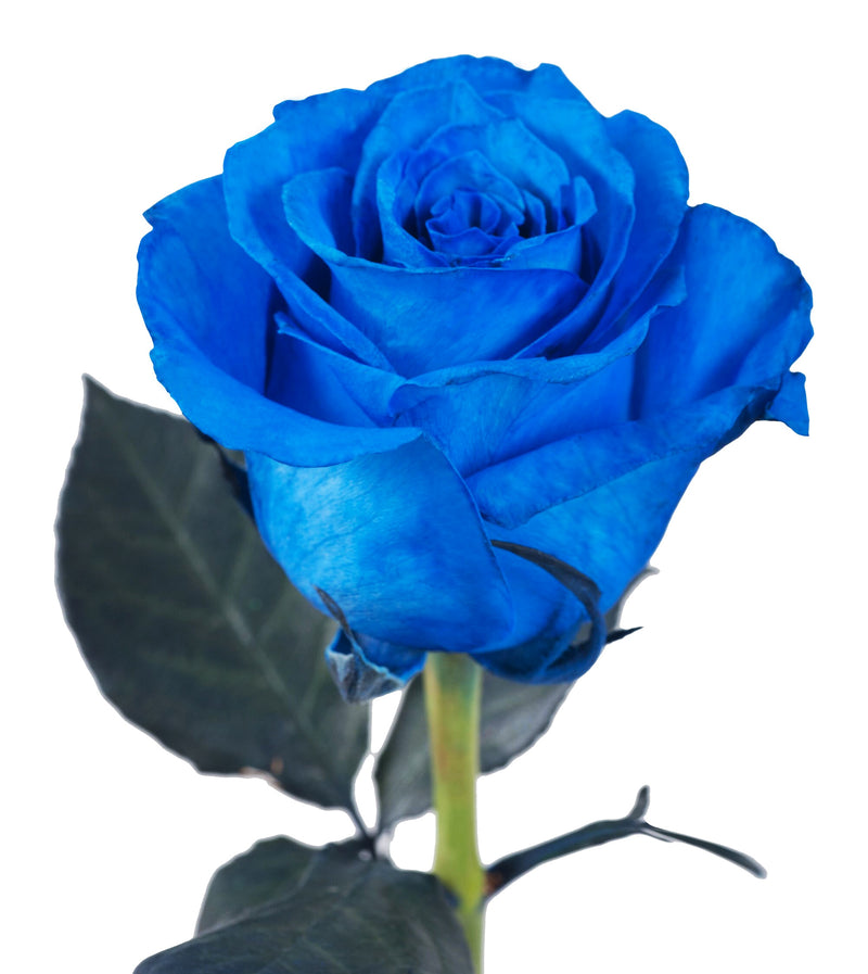 Royal blue dyed roses wholesale tinted roses