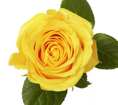 Brighton Ecuadorian yellow roses for wholesale Toronto