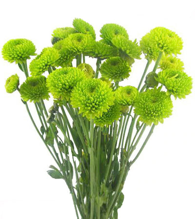 Wholesale Flowers Green Button Chrysanthemum