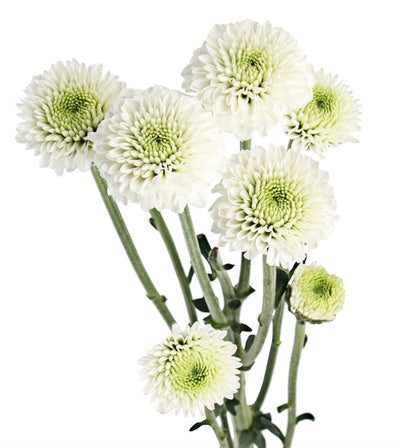 Wholesale Flowers White Button Chrysanthemum