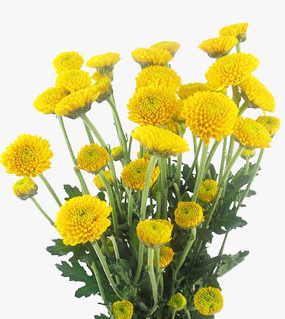 Wholesale Flowers Yellow Button Chrysanthemum