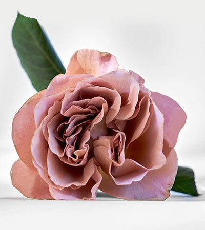 Café Latte Garden Rose, copper lavender garden rose for wholesale in Toronto, a classic for weddings