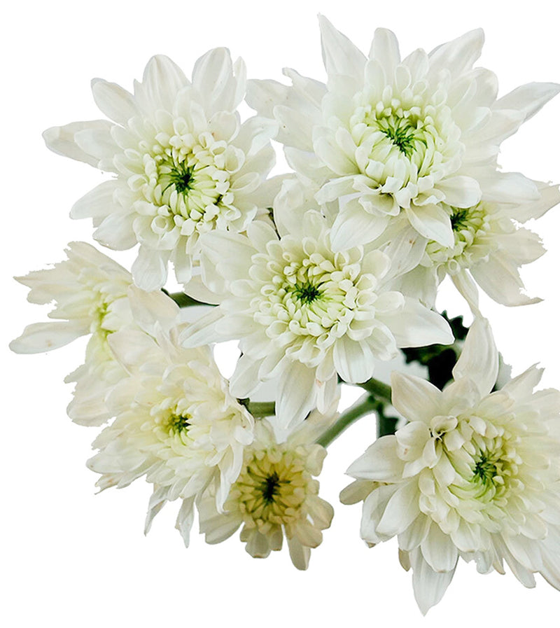 White Cushion Chrysanthemum Wholesale Florists