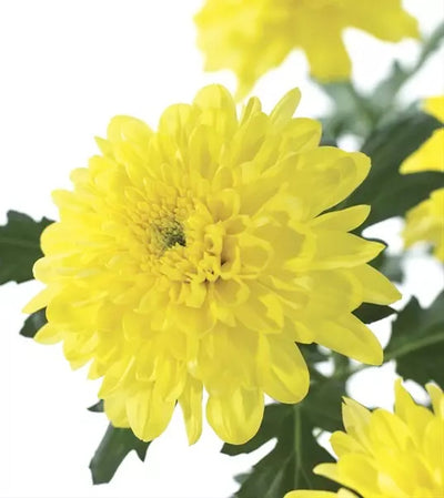 Yellow Cushion Chrysanthemum Wholesale Florists