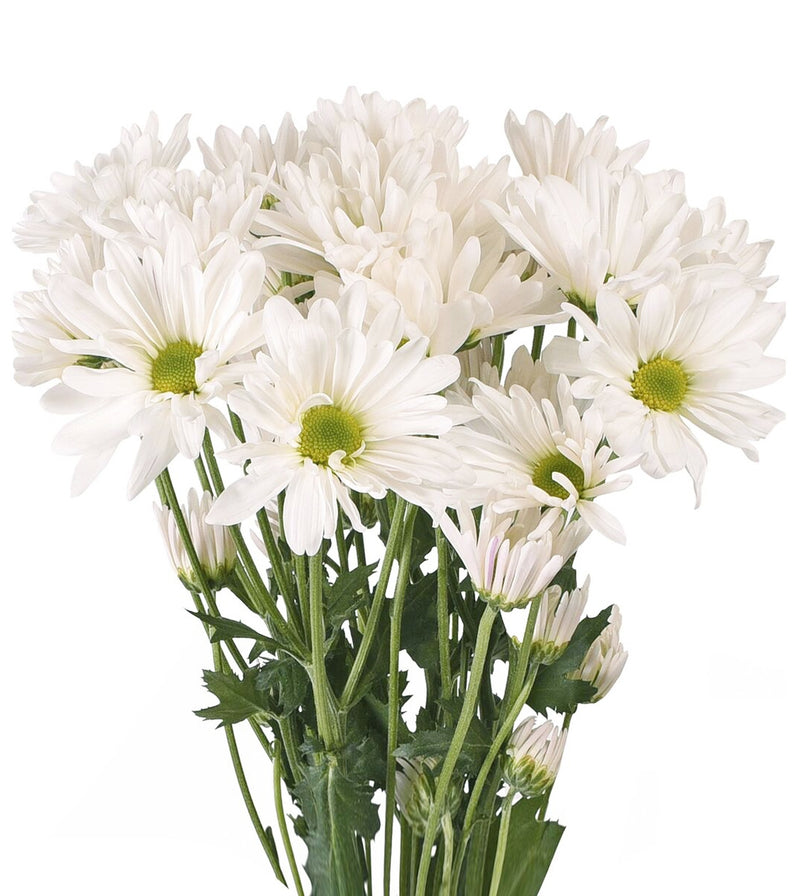 White Daisy Chrysanthemum Flowers for Wholesale