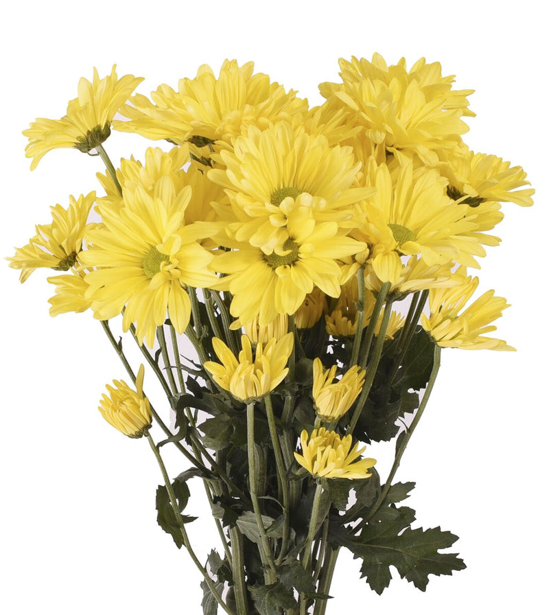 Yellow Daisy Chrysanthemum Flowers for Wholesale