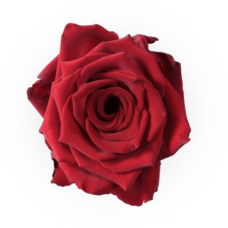 Top Quality Red Roses for Wholesale in Canada