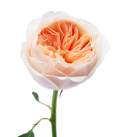 Buy Juliet™ David Austin® Garden Rose wholesale in Ontario, Canada - wholesale flowers