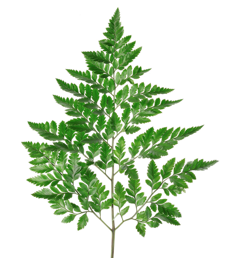 Leather leaf (fern) wholesale greenery