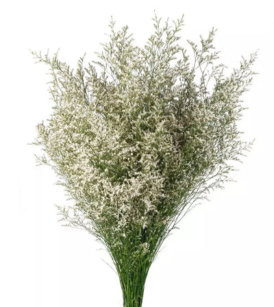 White Limonium Filler Flowers Wholesale