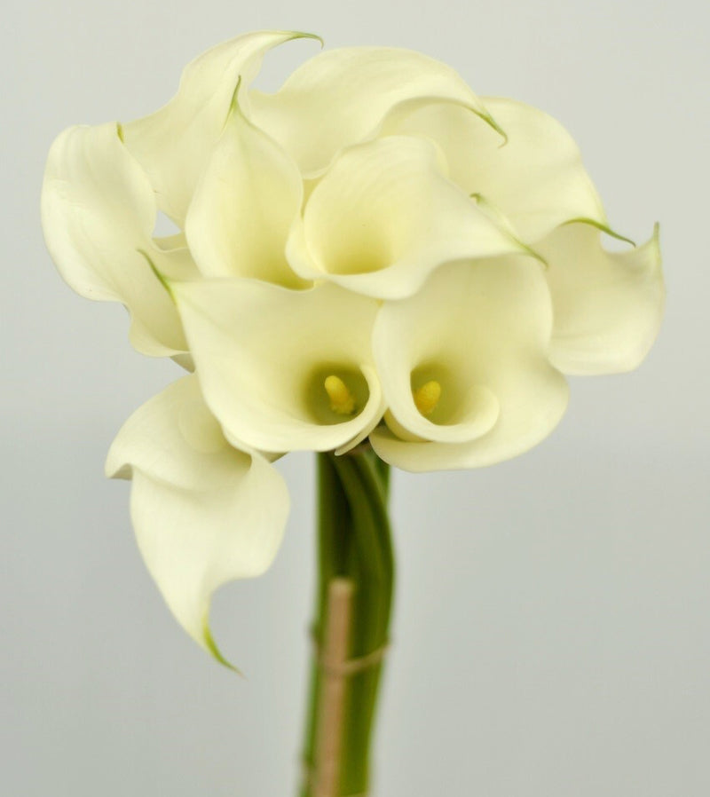 Crystal White Mini Calla Lily Wholesale Flowers Toronto