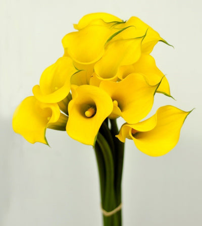 Florex Gold Mini Calla Lily Wholesale Flowers Toronto
