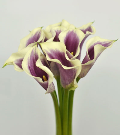 Picasso Mini Calla Lily Wholesale Flowers Toronto