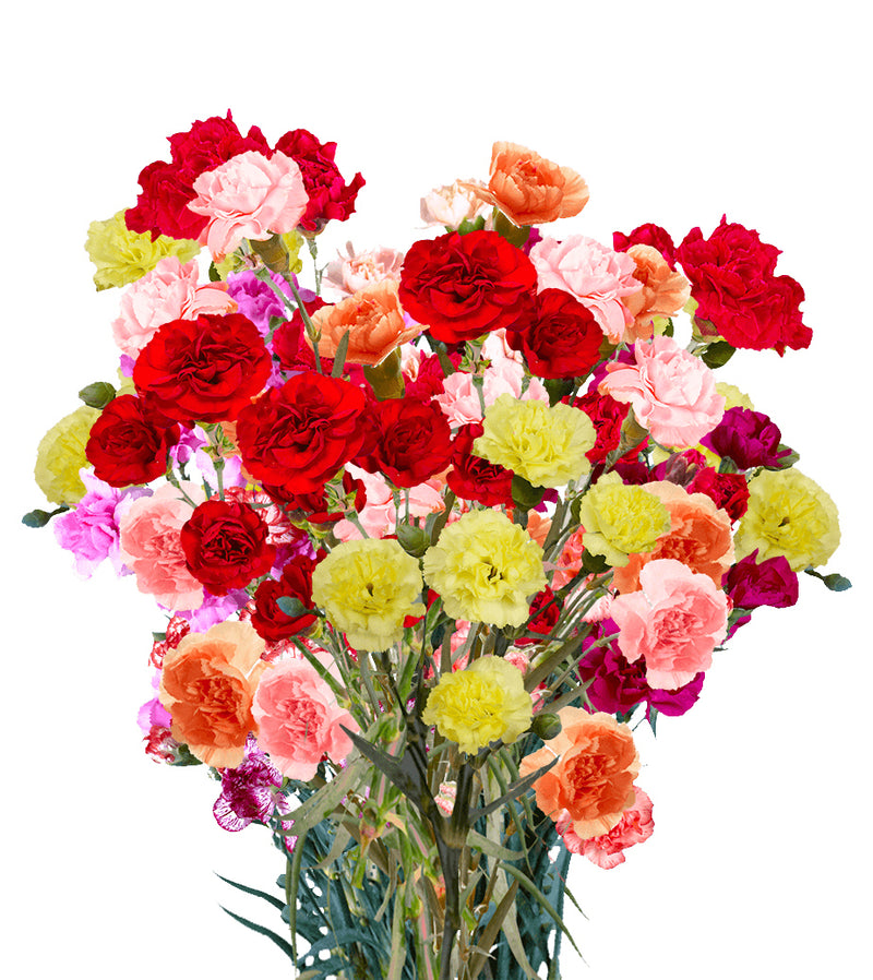 Assorted Mini Carnations for Wholesale in Toronto Area