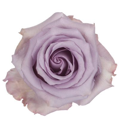 Premium lavender roses for wholesale in Toronto