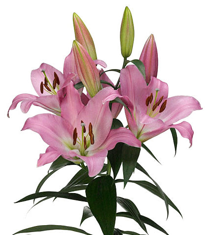 Pink Oriental Lily Wholesale Bunches