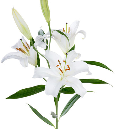 White Oriental Lily Wholesale Bunches