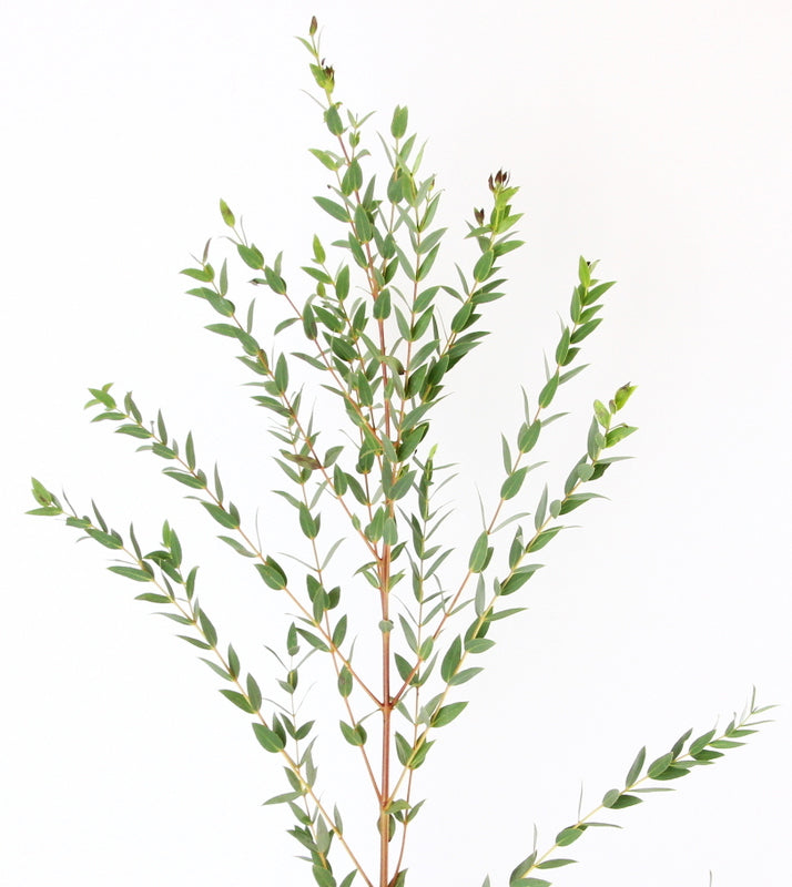 Wholesale Parvifolia Eucalyptus Greenery