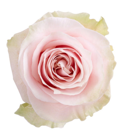 light pink antique rose variety for wholesale per bunch