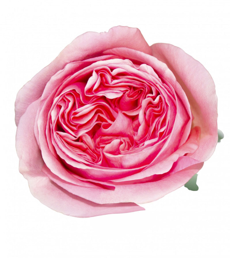 Pink Xpression Garden Rose Wholesale Florist Pink Garden Roses