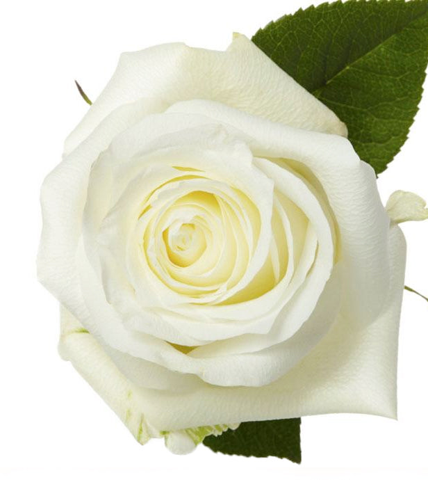 Ivory Proud Rose for Wholesale in Canada