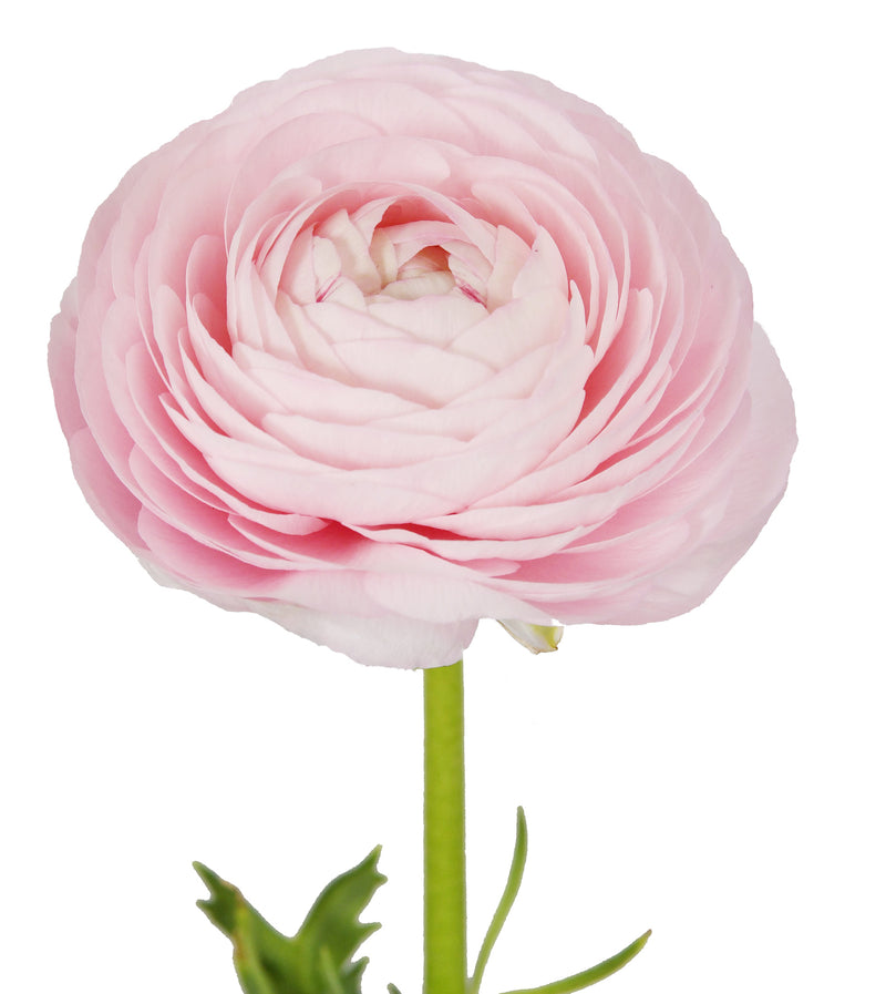 light pink wholesale ranunculus for florists in Ontario