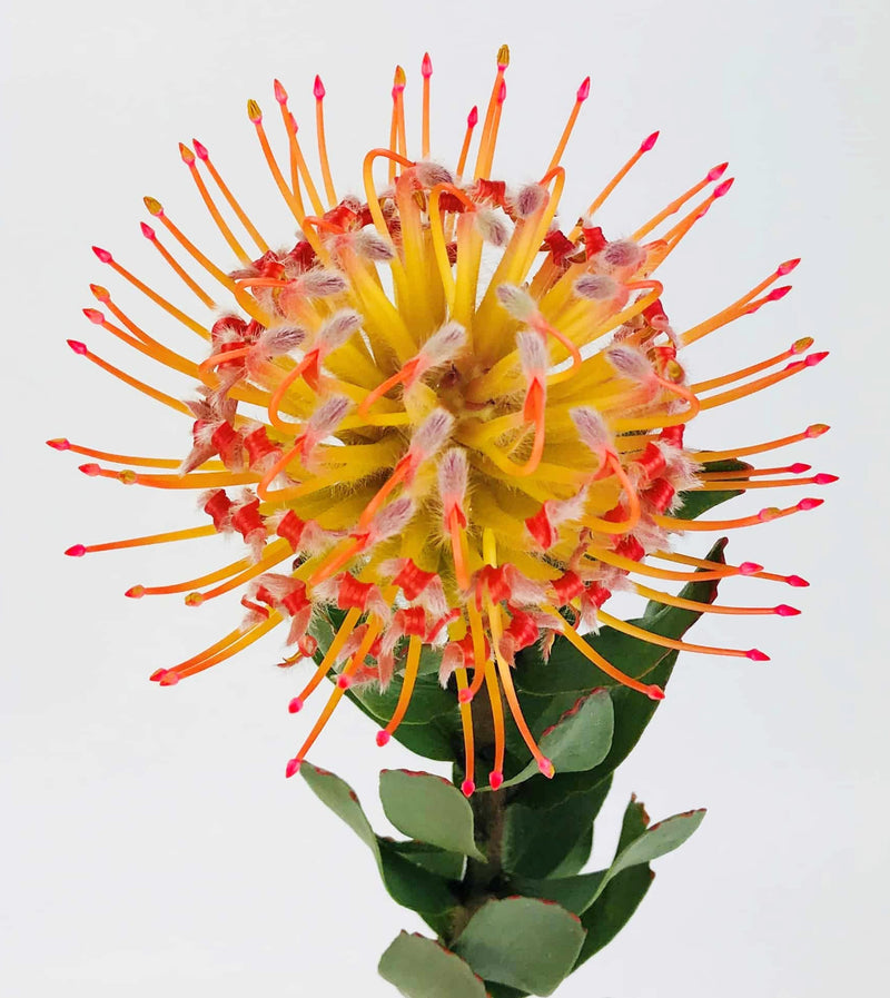 Wholesale bicolor Rigoletto pin cushion (leucospermum) protea Canada