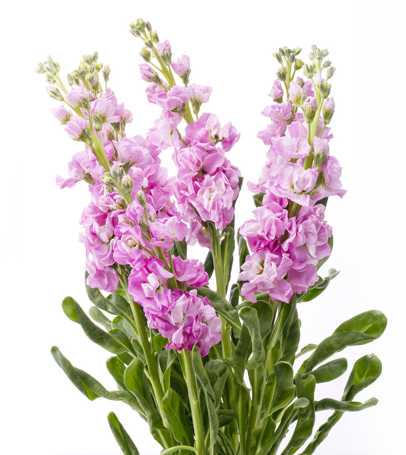 Pink Stock Flower Bunches Wholesale Toronto