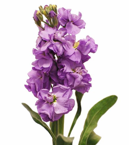 Purple Stock Flower Bunches Wholesale Toronto