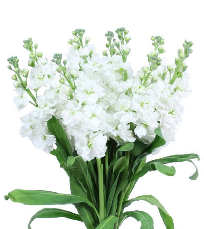 White Stock Flower Bunches Wholesale Toronto