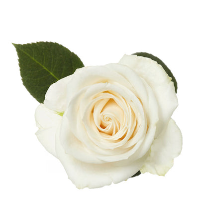 Wholesale Premium Vendela Ivory Rose