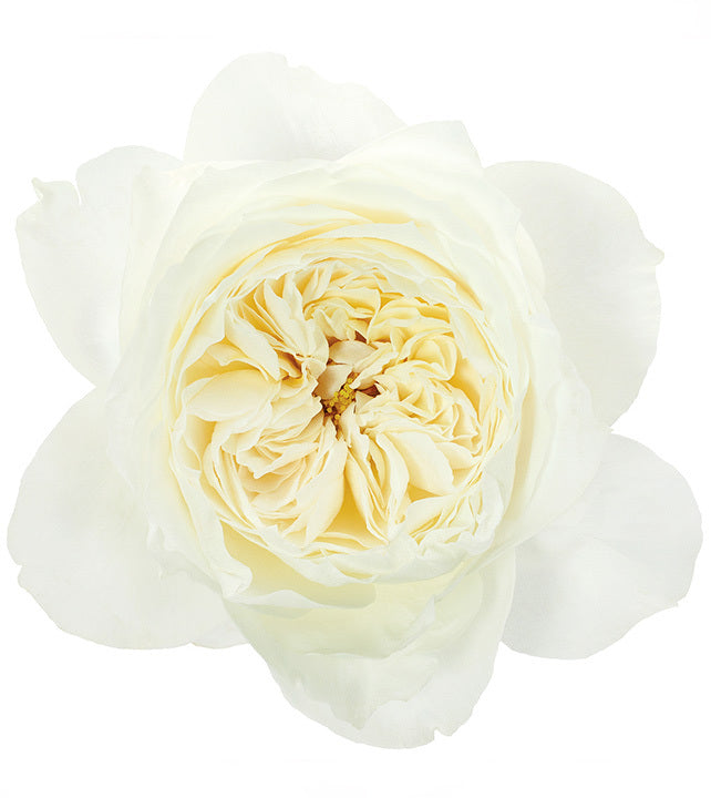 White Cloud® Deluxe Garden Rose, wholesale garden roses Canada