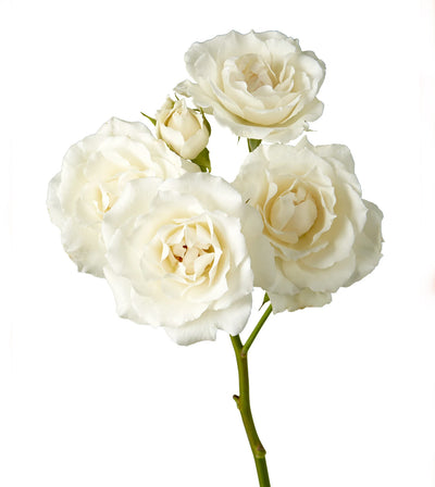 White Majolika Ivory Spray Roses Toronto