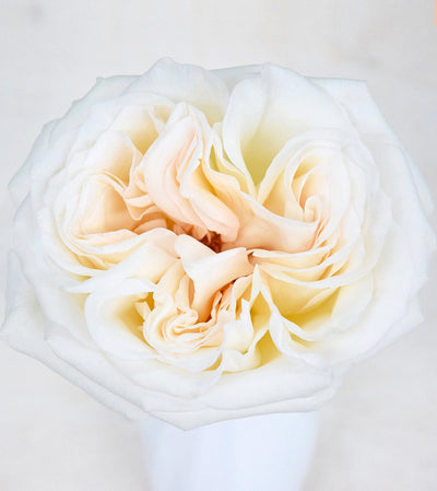 White O'hara Scented Garden Roses Wedding Roses Wholesale