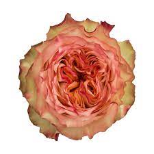 Miraculous Garden Rose